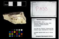 Foto (Objekt + Etikett) von Pithonoton marginatum (von Meyer, 1842)  (NHMW-GEO-2014-0194-0833)